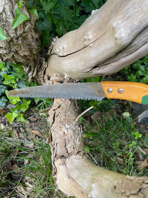 Cutting an 8cm dead branch with a hand pruning saw