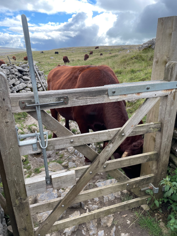 Cows blocking the trail