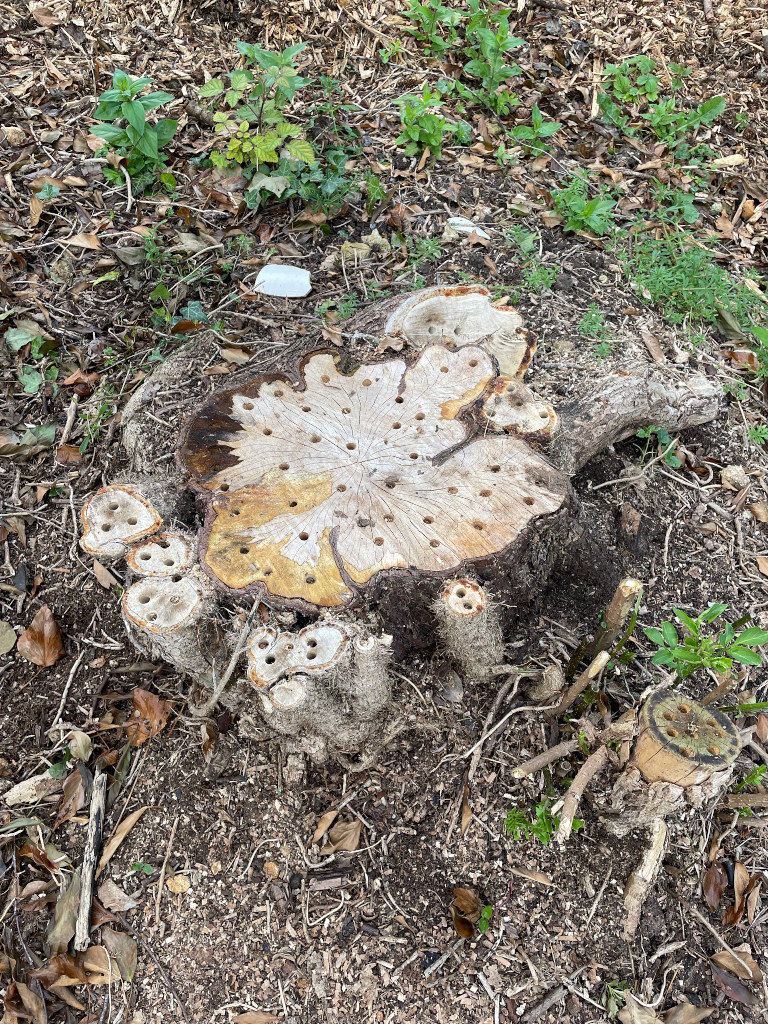 Image of the tree stump requiring removal