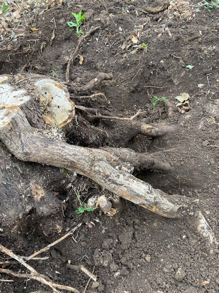 Image of tree stump after digging around the roots