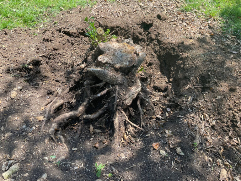 Image of tree stump part way through removal