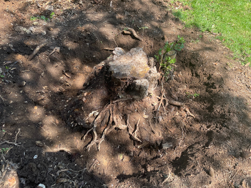 Making Progress - Removing the Tree Stump