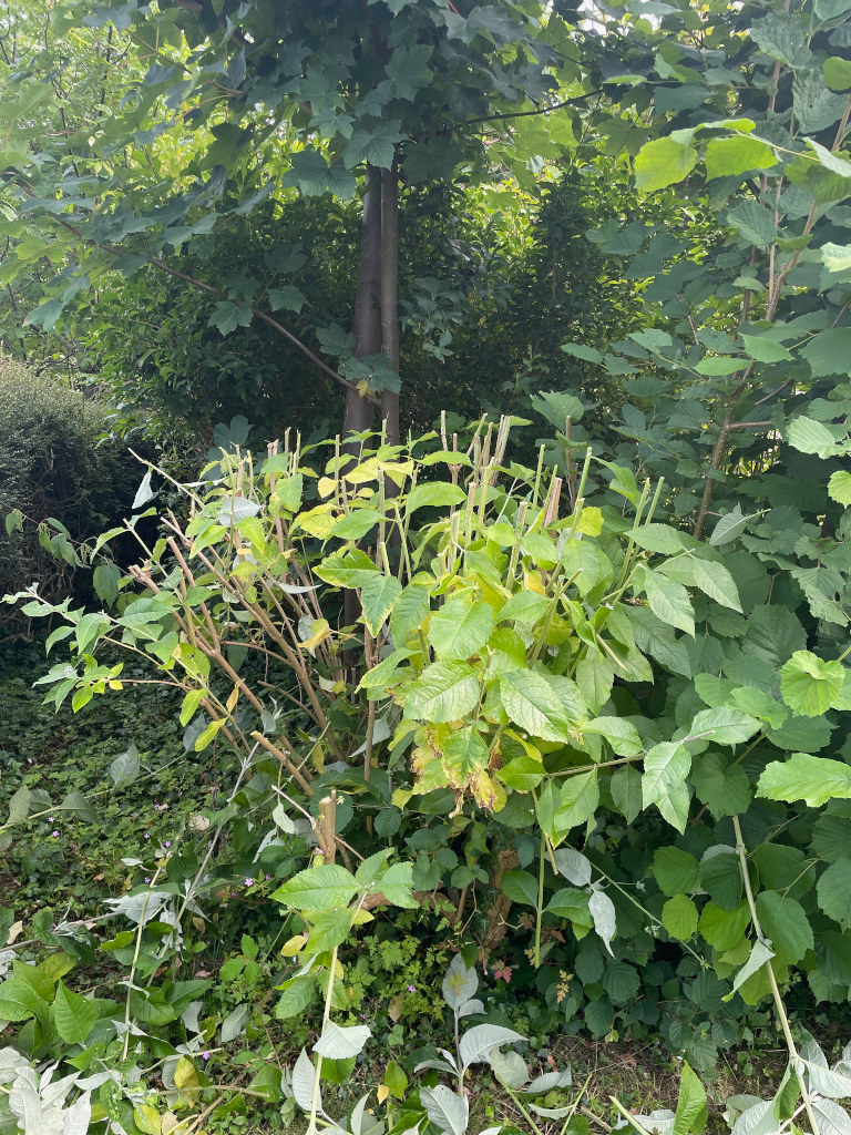 Makita DUH523 - results of cutting an overgrown Buddleia